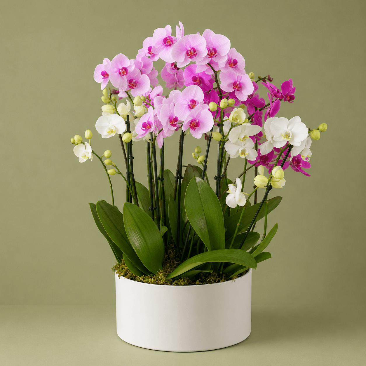 Luxury Orchids
